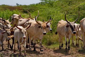 Fototapeta premium West Africa. Senegal. A herd of Zebu cows with large magnificent horns near a small lake go to drink.