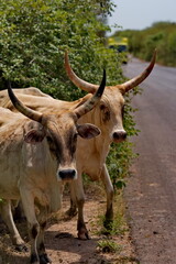 West Africa. Senegal. A herd of Zebu cows with large magnificent horns near a small lake go to drink.