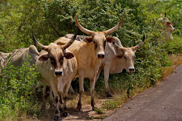West Africa. Senegal. A herd of Zebu cows with large magnificent horns near a small lake go to drink.
