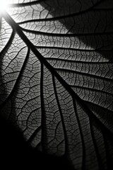 Obraz premium Leaf Veins Illuminated Backlit Monochrome Detail