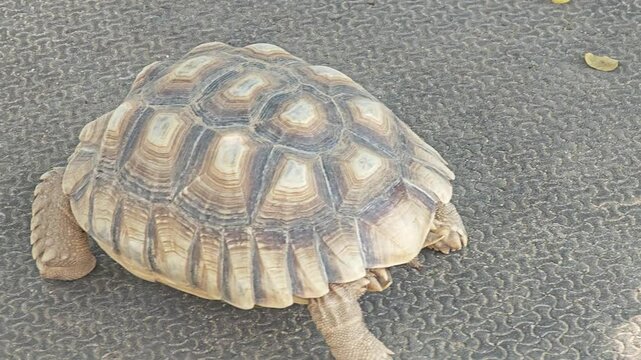 Galapagos tortoise crawling with its back turned