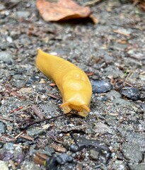 Banana Slug Close Up