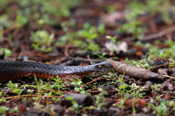lowland copperhead