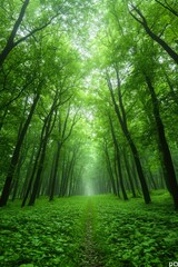Obraz premium Misty Green Forest Path A Tranquil Woodland Scene