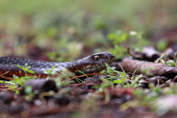Fototapeta premium lowland copperhead