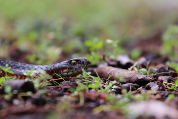 lowland copperhead
