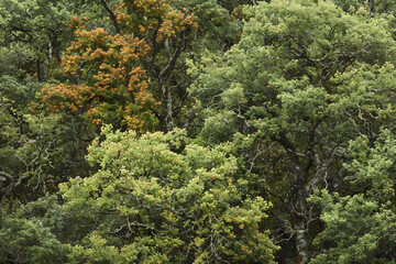 Obraz premium The Diverse Spectrum of Oak Tree Types Captured in a Single, Illustrated Compilation