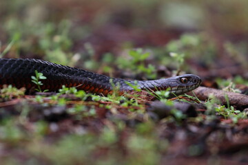 lowland copperhead