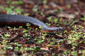 lowland copperhead