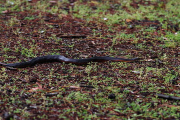 lowland copperhead
