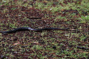 lowland copperhead