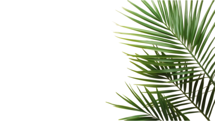 Tropical palm leaves on beige backdrop, lush greenery overlapping, vibrant design element, ideal for nature-themed projects
