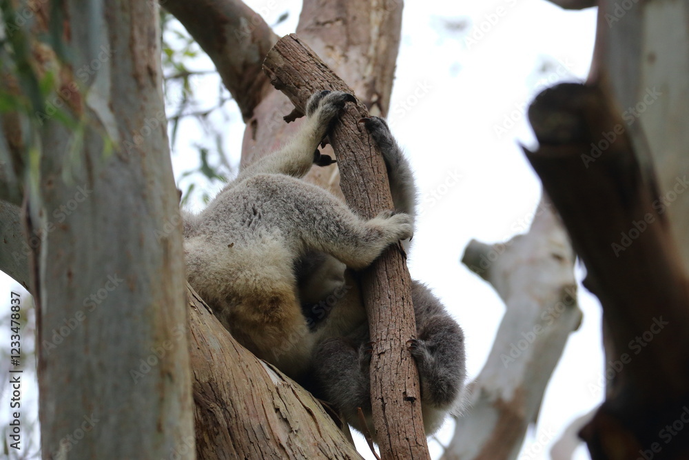 Sticker koala