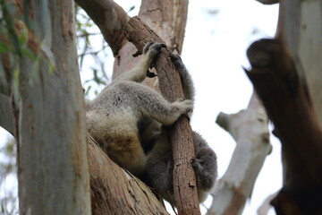 Naklejka premium koala
