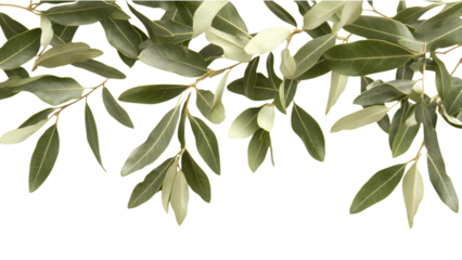 Olive-Highlighted Green Leaves on White Background, vibrant botanical design with transparent backdrop, ideal for various creative applications