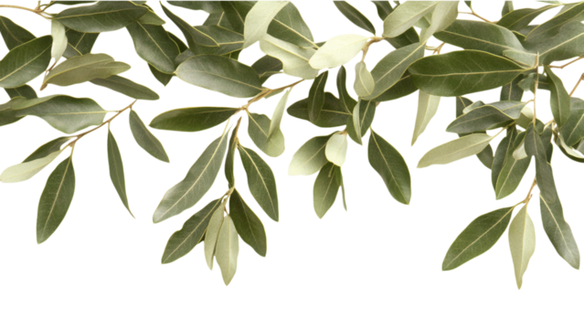 Olive-Highlighted Green Leaves on White Background, vibrant botanical design with transparent backdrop, ideal for various creative applications - Powered by Adobe