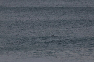 Fototapeta premium southern right whale