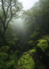 Fototapeta premium Mossy Rocks and Trees in a Misty Forest