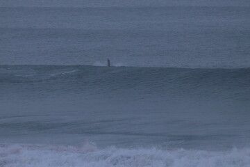 Obraz premium southern right whale