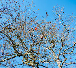 秋の入口に佇む柿の木