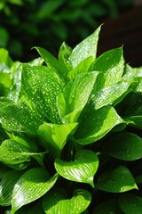 Fototapeta premium Dewdrops adorn vibrant green hosta leaves