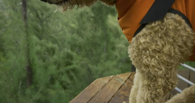 Close up of dog in harness balancing on wood block over tropical forest