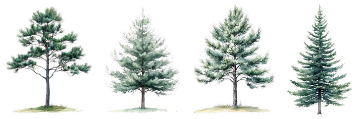 Fototapeta premium Tall Pine Tree in Delicate Watercolor Style, Perfect for Nature Lovers and Artistic Projects, Stitched Elements Included