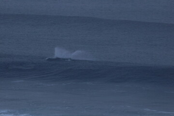 Fototapeta premium southern right whale