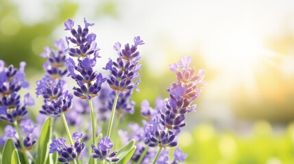 Obraz premium Lavender Field Sunlight Summer Bloom Serenity