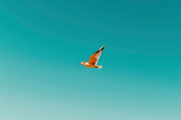 Fototapeta premium A solitary seagull glides effortlessly in a vibrant blue sky