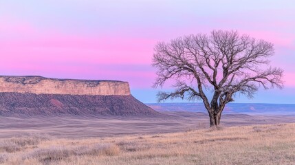 Naklejka premium Lone Tree Silhouette Against Pink Sunset Mesa
