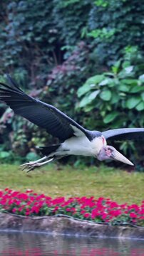 A large Marabou Stork, with a bare head and neck, and a white and dark brown body flying 