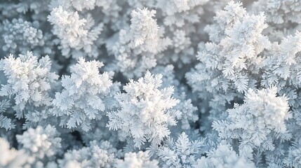 Fototapeta premium A close-up view of intricate frost patterns on a surface.