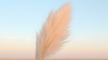 Pampas grass sunset minimalist backdrop