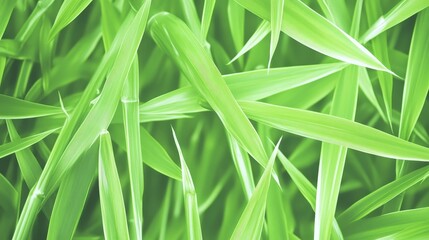Obraz premium Lush Green Blades of Grass Close Up View
