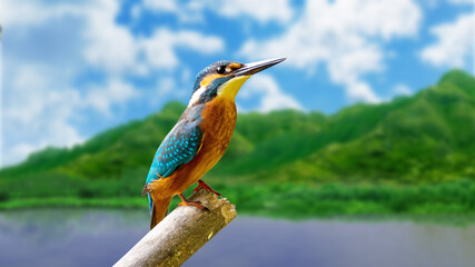 kingfisher on a branch bokeh view close up