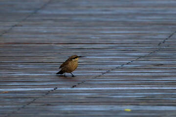 honeyeater