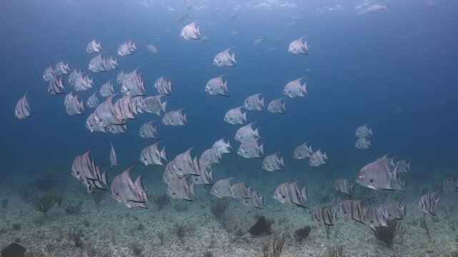 escuela de peces pagualas nadando sobre el arrecife (chaetodipterus faber)