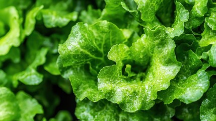 Vibrant Green Lettuce Leaves: A Close-Up View of Fresh, Dew-Kissed Lettuce