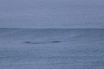 Obraz premium southern right whale