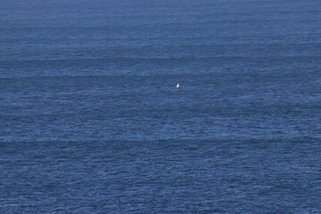 southern right whale