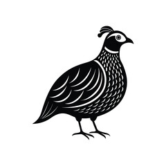 a quail bird of vector illustration