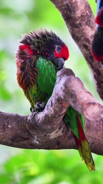 Yellow-streaked lory is perched on a thick, gnarled branch, looking to the side., parrot 