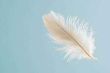 Obraz premium delicate white feather floating gracefully against soft blue background