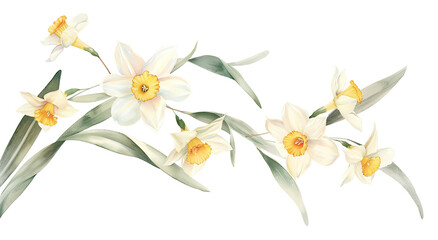 Watercolor illustration of daffodils with soft yellow and white petals and green leaves