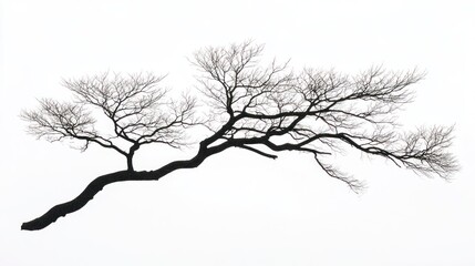 Fototapeta na wymiar Silhouette of bare tree branch against white sky, nature design element