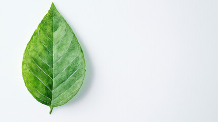 Obraz premium single green leaf with detailed veins on light background