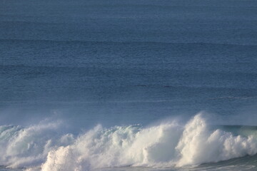 southern right whale