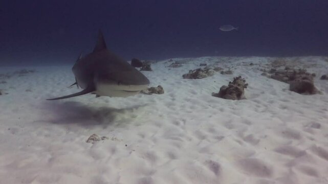 dos enormes tiburones toros (carcharinus leuca) usando una tecnica de intimidacion
