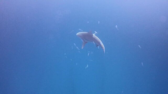 un gran tibur&oacute;n toro (carcharinus leucas) nadando cerca de la superficie del mar y escuela de peces alrededor
